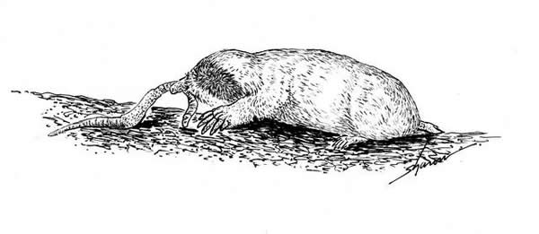 Mole eating a worm, drawing